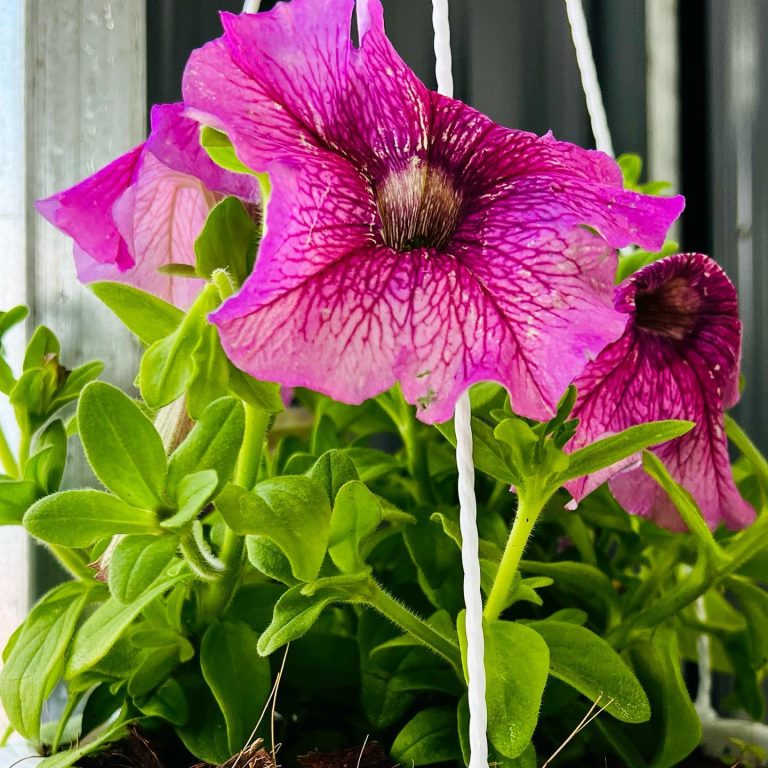 plant-planner-studio-bluepages